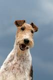 FOX TERRIER 644